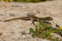 Cretan Wall Lizard