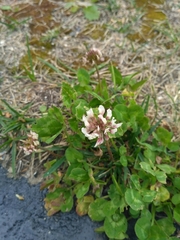 Trifolium repens