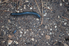 Ommatoiulus sabulosus aimatopodus