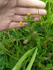 Medicago lupulina
