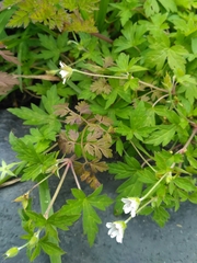 Geranium sibiricum
