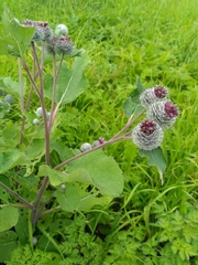 Arctium tomentosum