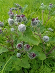 Arctium tomentosum