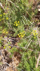 Bupleurum rigidum
