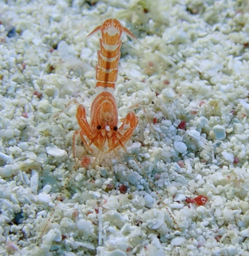 Axiopsis serratifrons observed 2025-02-18