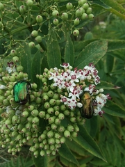Cetonia aurata