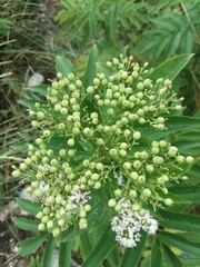 Sambucus ebulus