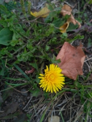 Taraxacum officinale