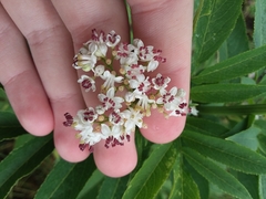 Sambucus ebulus