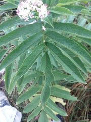 Sambucus ebulus