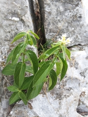 Vincetoxicum hirundinaria