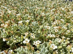 Nolana crassulifolia