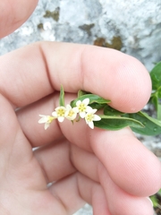 Vincetoxicum hirundinaria