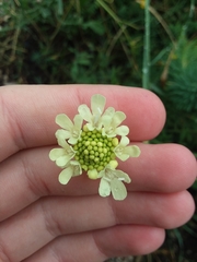 Angiospermae