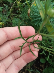 Angiospermae