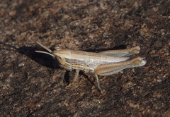 Macrotona