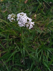 Achillea millefolium
