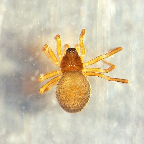 Pelecopsis mengei