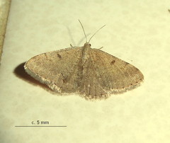 Chiasmia inconspicua