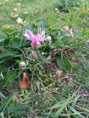 Centaurea jacea