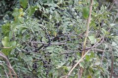 Styphnolobium affine