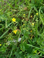 Potentilla argentea