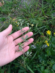 Potentilla argentea