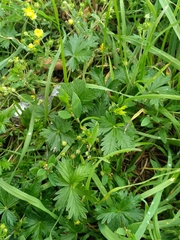 Potentilla argentea