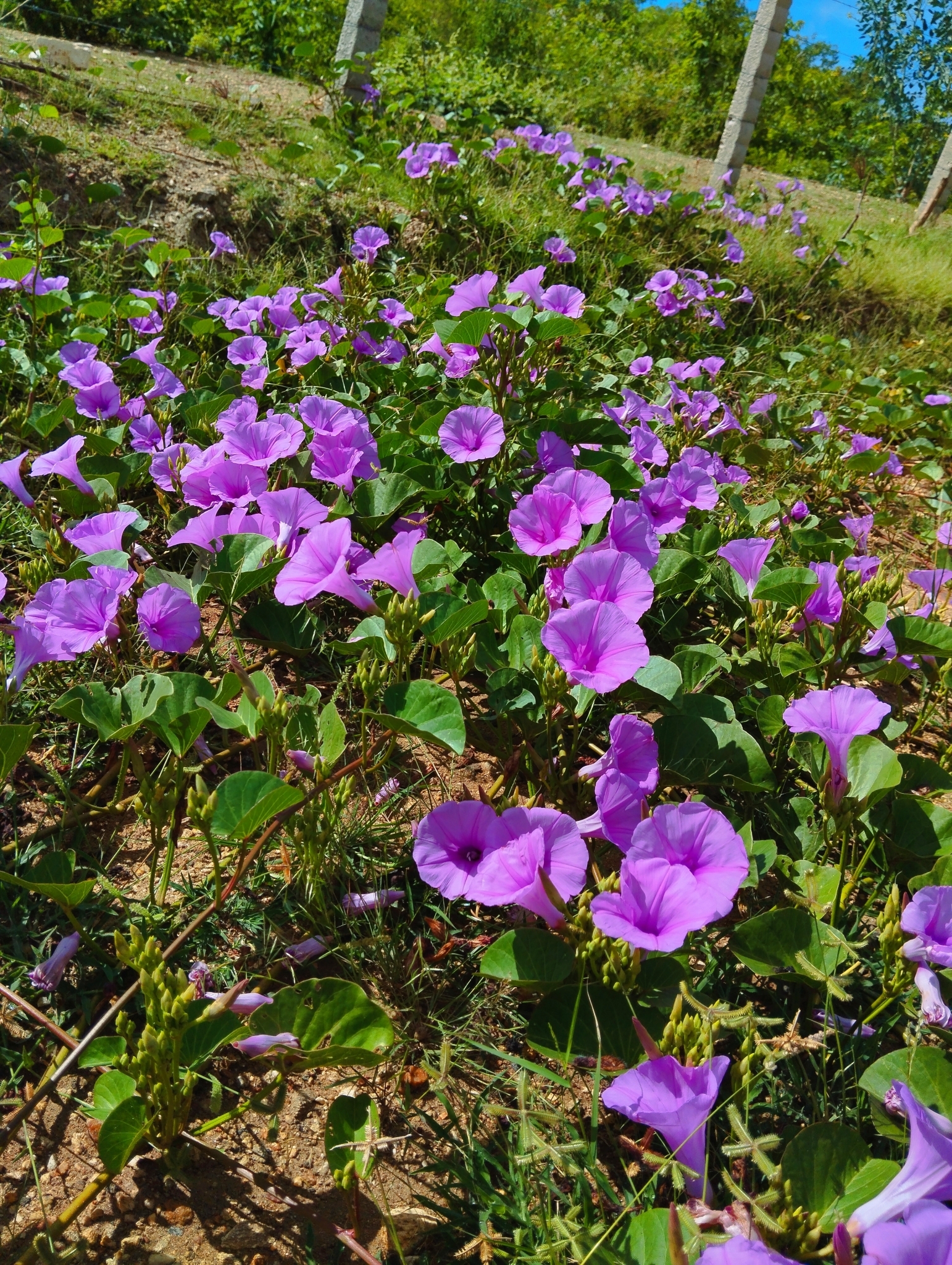 Ipomoea asarifolia