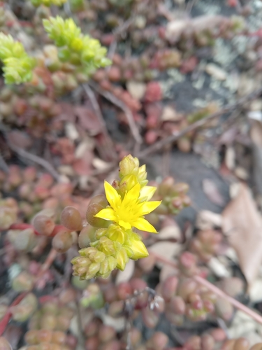 Foto de Sedum stahlii é popularmente conhecida como "suculenta"