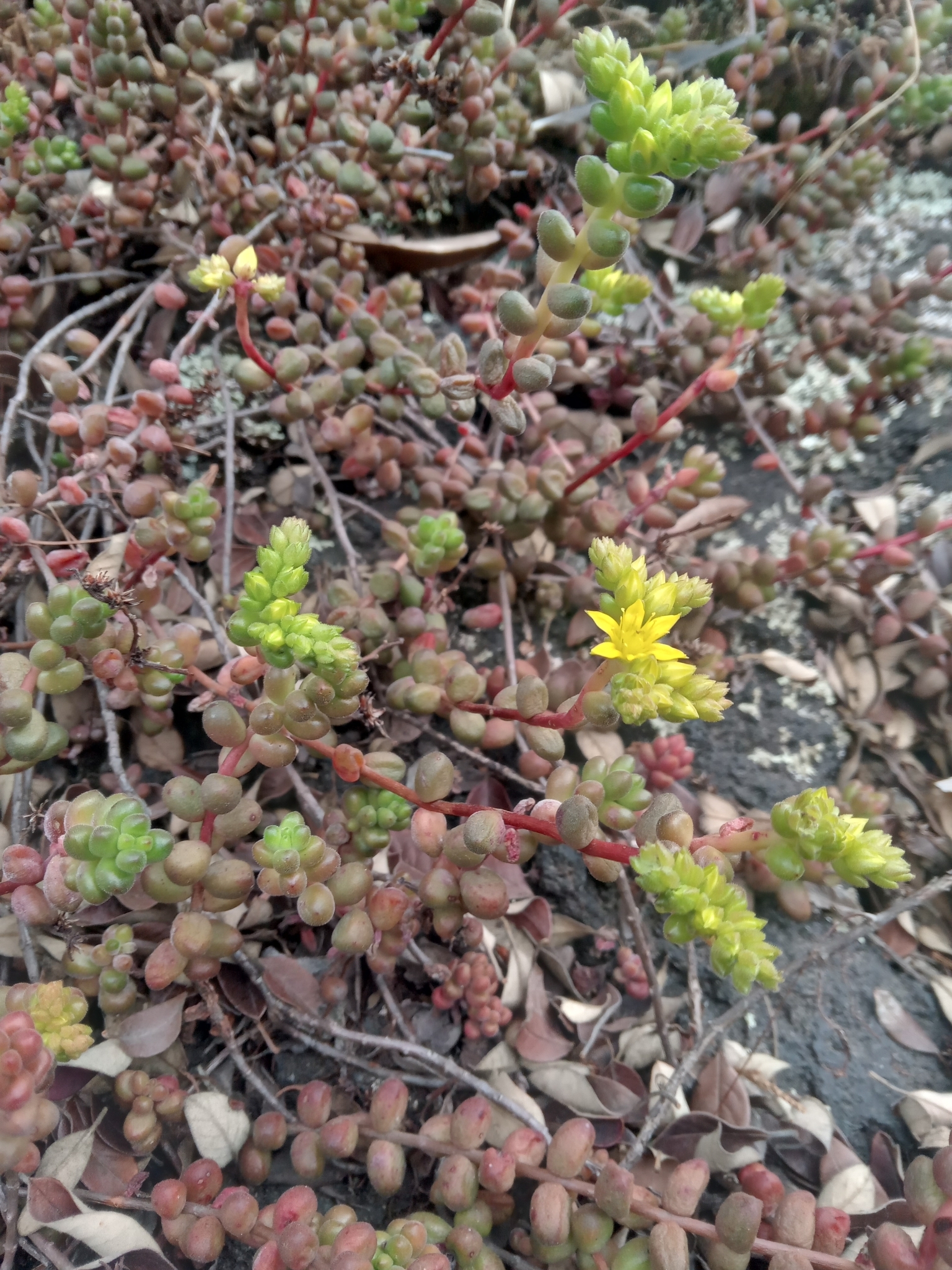 Imagem de Sedum stahlii é popularmente conhecida como "suculenta"
