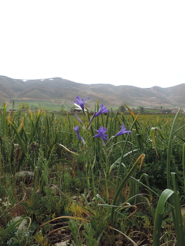 Siberian Lily