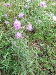 Centaurea pseudomaculosa