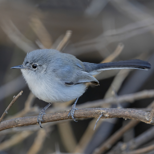 Gobemoucheron gris-bleu (Polioptila caerulea)