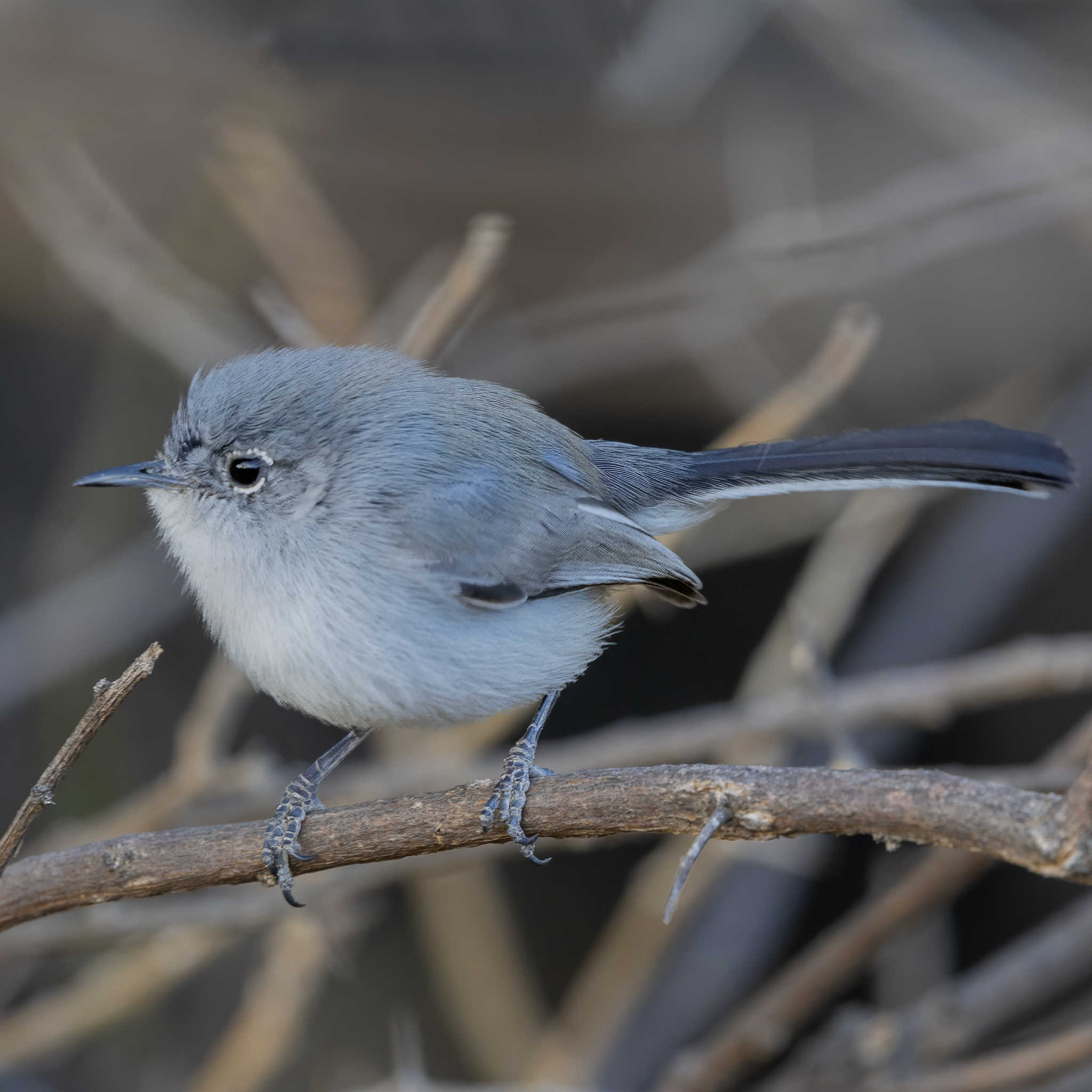 Blue-grey Gnatcatcher (Polioptila caerulea)