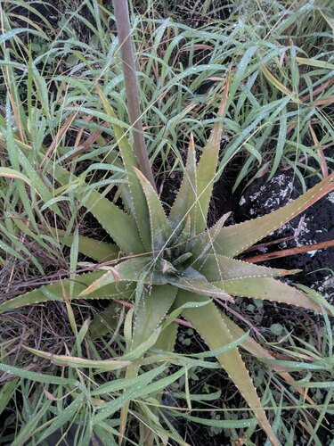 Aloe Vera plant photo (Aloe barbadensis miller)
