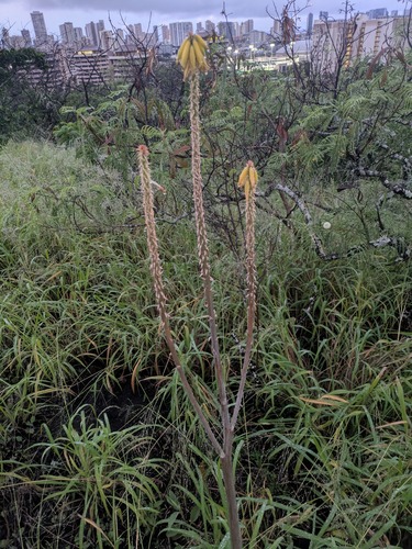 Aloe vera