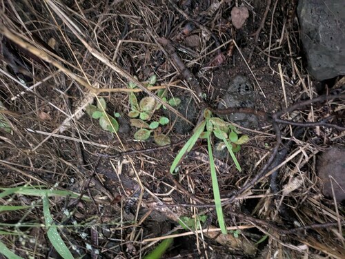 Kalanchoe lateritia, photograph 4