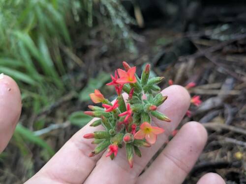 Kalanchoe lateritia, photograph 5