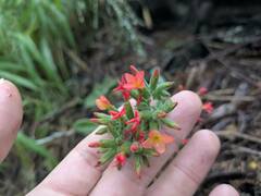 Kalanchoe lateritia, photograph (c) Kevin Faccenda, some rights reserved (CC BY)