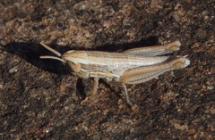 Macrotona