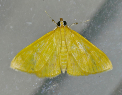 Loxomorpha flavidissimalis
