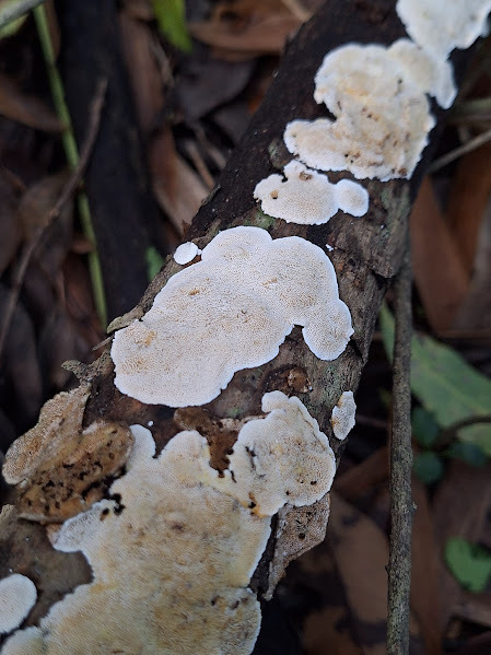 Irpex lacteus · February 2025 · photo: © rocio_pose (iNaturalist, cc-by)