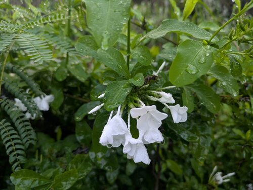 Plumbago auriculata observed 2025-02-14