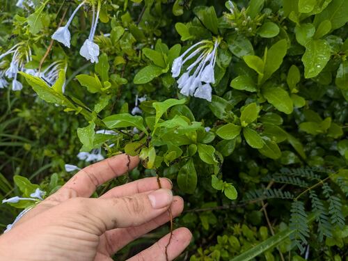 Plumbago auriculata observed 2025-02-14