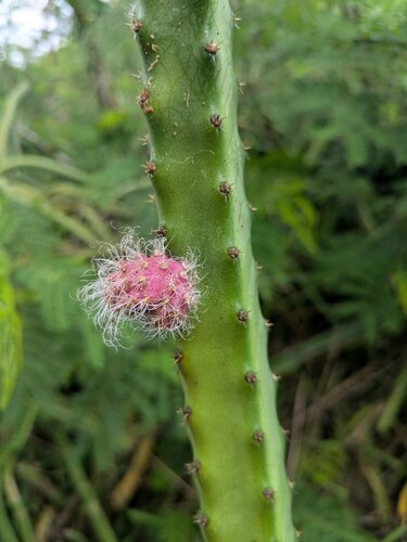 Selenicereus pteranthus observed 2025-02-14