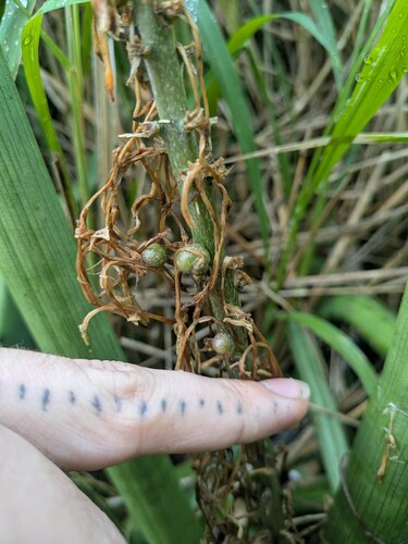 Dracaena angolensis