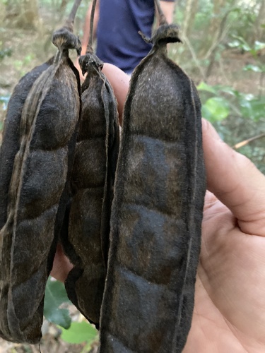 Mucuna gigantea iNat (3)