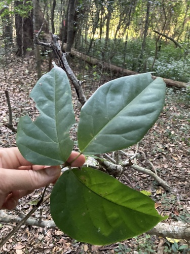 Mucuna gigantea