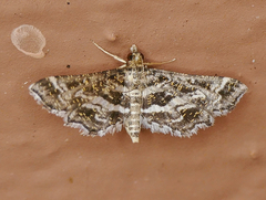 Diasemiopsis leodocusalis